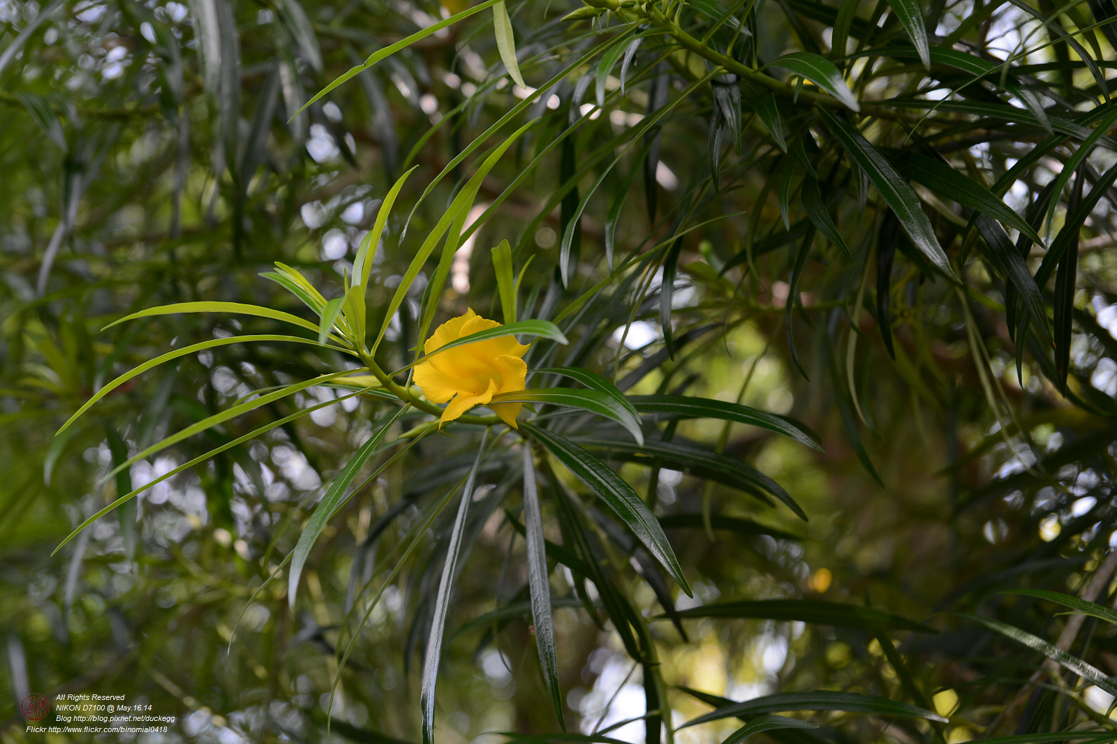 DSC_3430.jpg